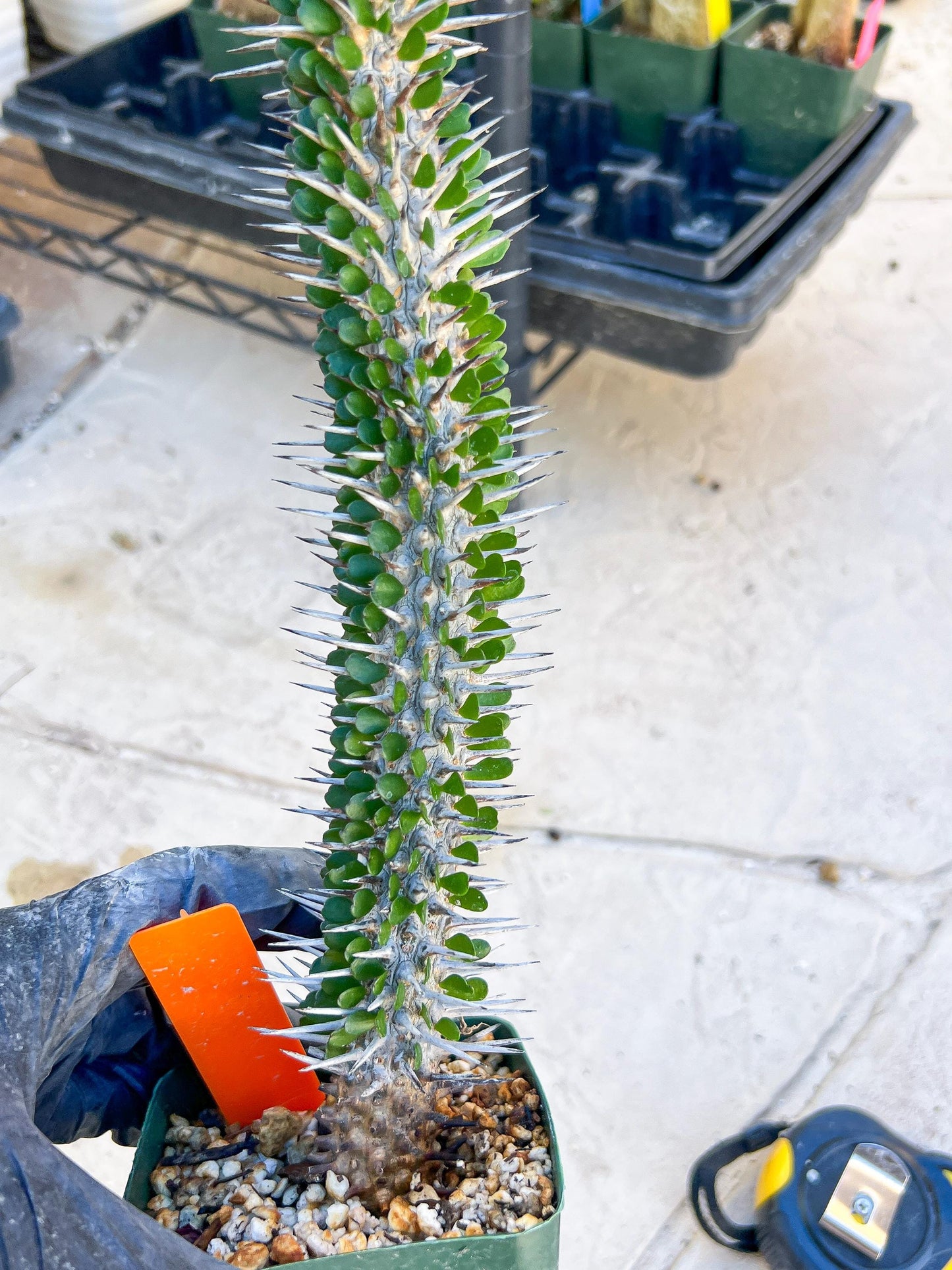 Madagascar ocotillo Alluaudia procera (G1) | 15~16+ Inch