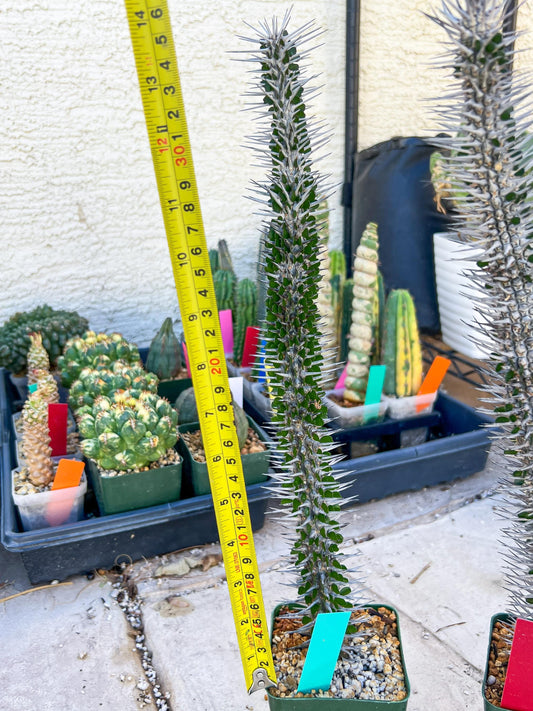 Madagascar ocotillo Alluaudia procera (Green) | Imported