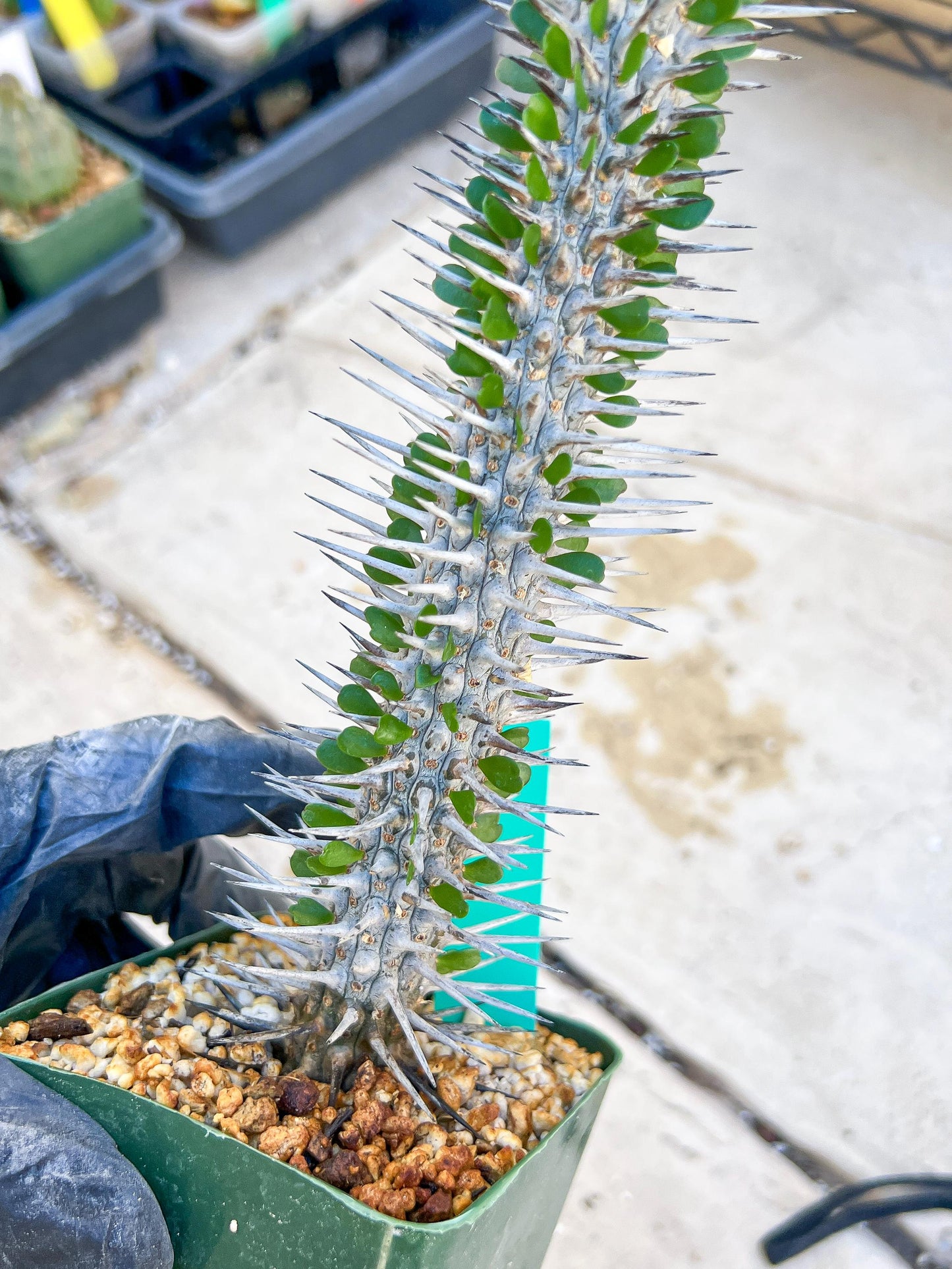 Madagascar ocotillo Alluaudia procera (Green) | Imported