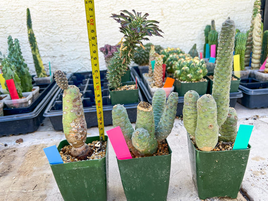 Rare Tephrocactus articulatus (Pink) | DMG from Shipping