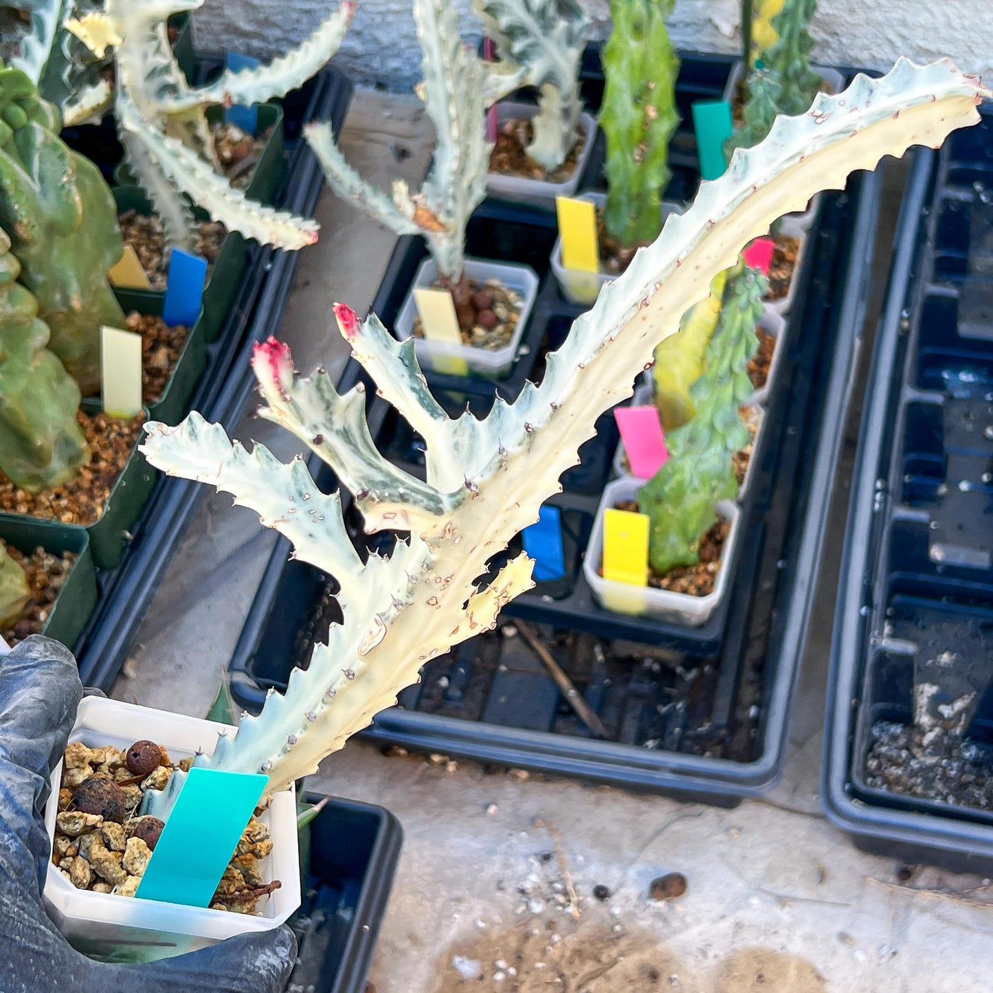 Large Euphorbia Lactea (Small) | Imported Cactus | Rare Succulent