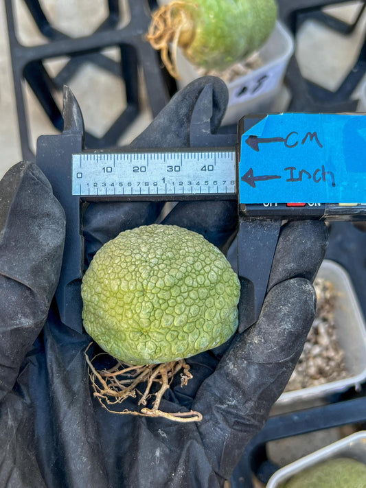 Pseudolithos Migiurtinus Balls (#2) | Minor Scar