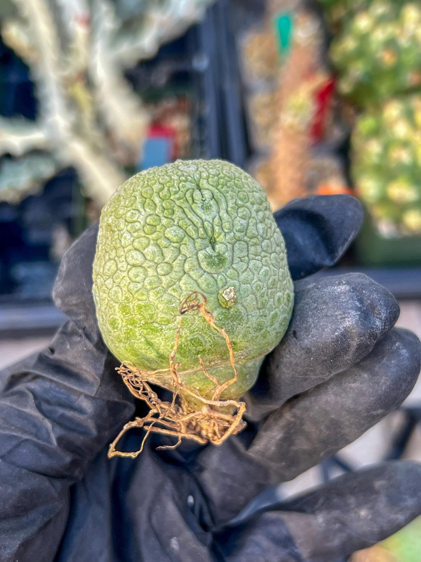 Migiurtinus Balls (#3~4) | Imported Cactus | Rare Succulent