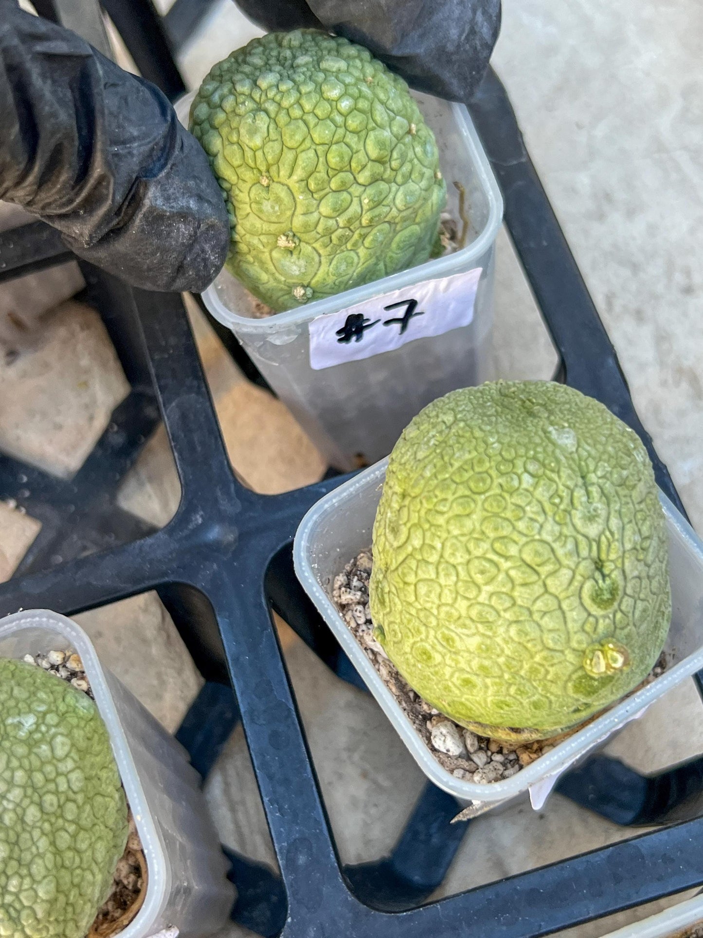 Migiurtinus Balls (#5~6) | Imported Cactus | Rare Succulent