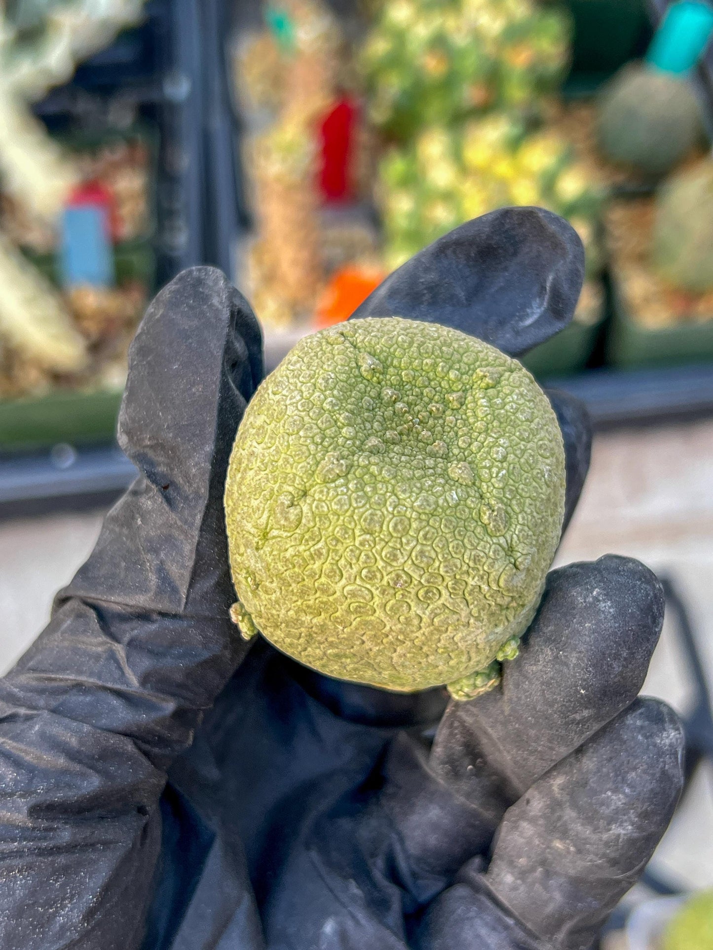 Pseudolithos Migiurtinus (#3) | Minor Scar