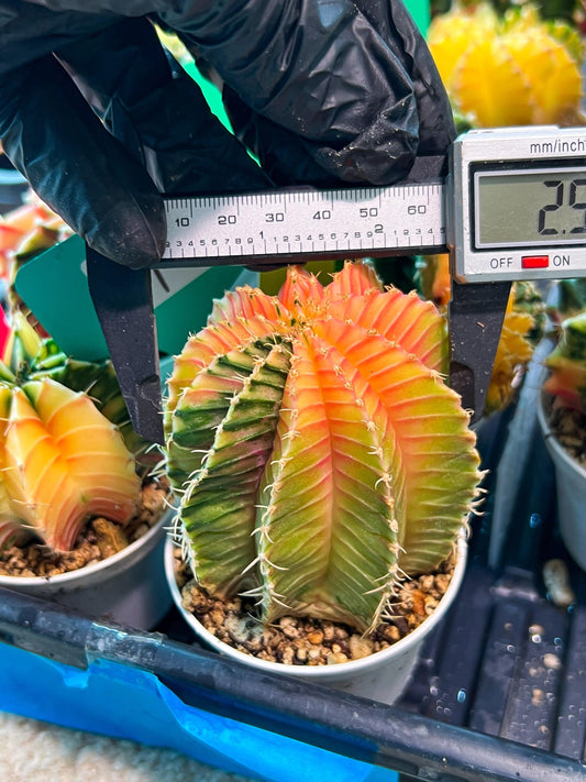 Gymnocalycium Mihanovichii Var (g1) (y1) | variegated cactus