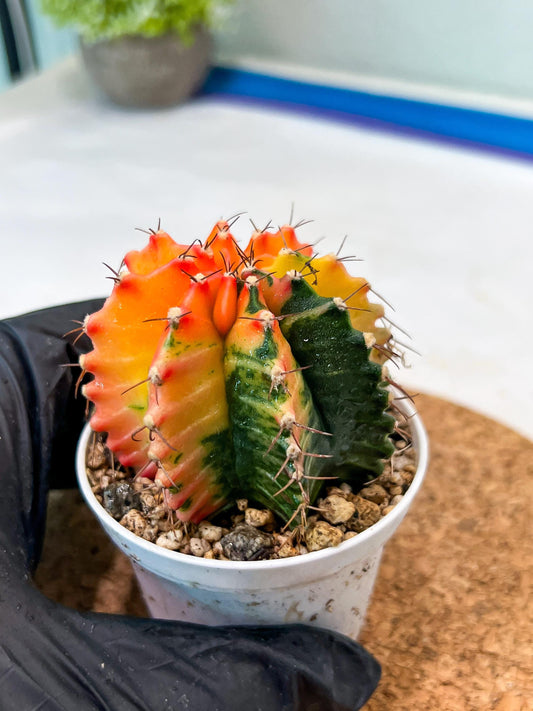 Gymnocalycium Mihanovichii Var (g3) (r3) | variegated cactus