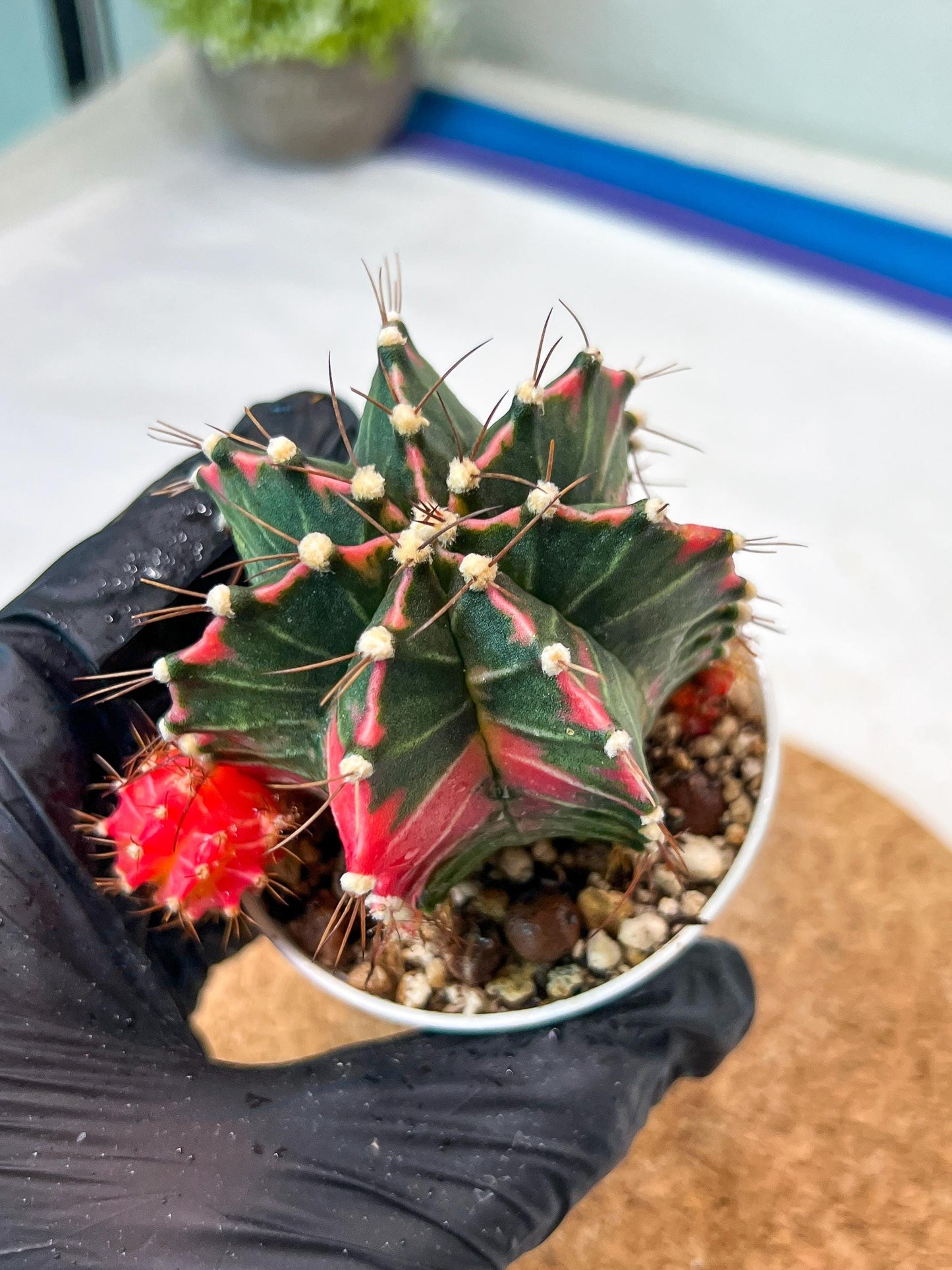 Gymnocalycium Mihanovichii Var (g3) (g1) | variegated cactus