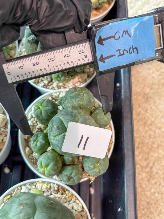 Spinless Cluster Cactus (#11) | Mature Succulents | Succulents Plants Live