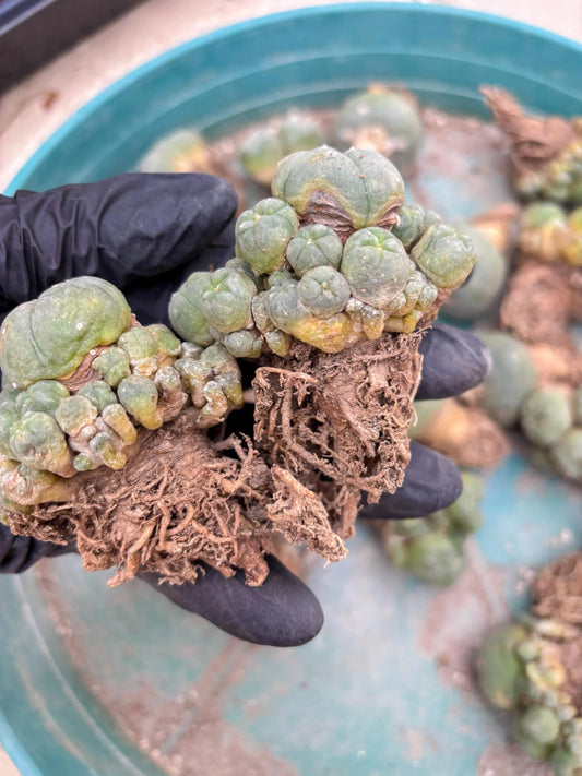 Spineless Cactus (Lo1) (p1) | For Advanced Growers