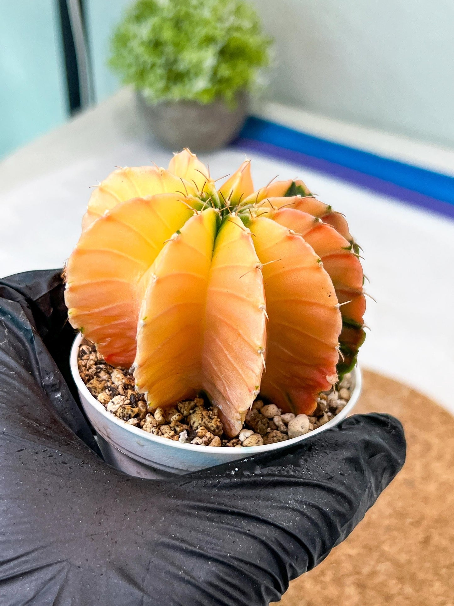 Gymnocalycium Mihanovichii Var (g3) (b1) | variegated plants