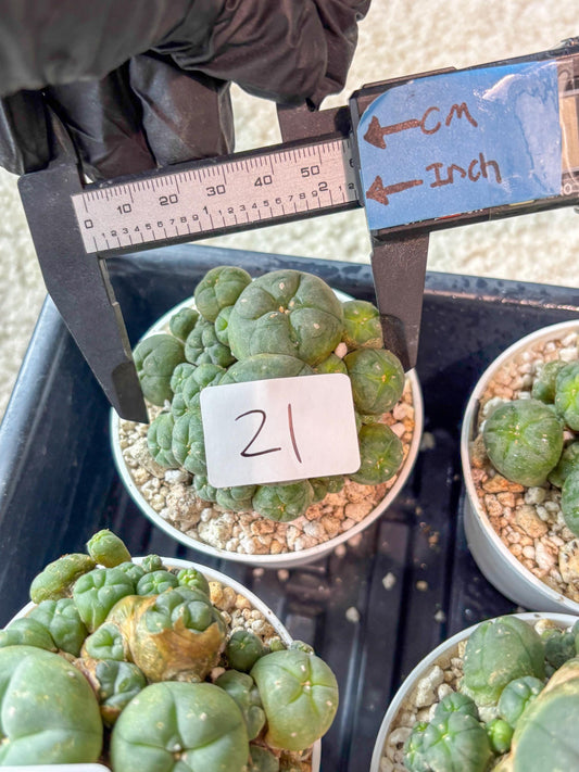 Spinless Cluster Cactus (#21) | Mature Succulents | Succulents Plants Live