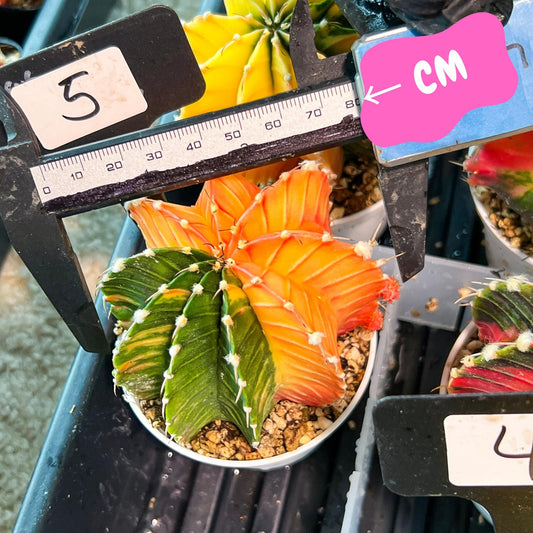 Gymnocalycium Mihanovichii Var (g3) (b5) | variegated plants