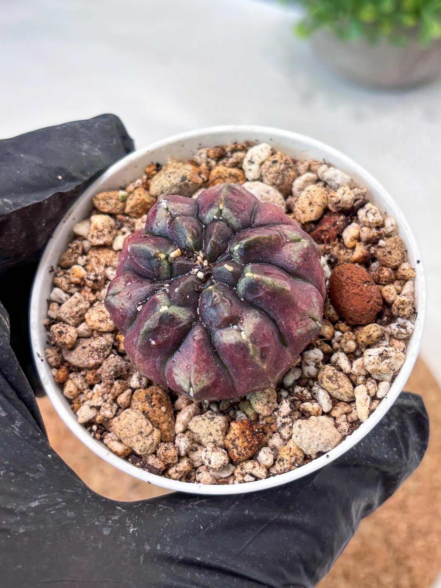 Gymnocalycium "Daydream" (g4) (p2) | Rare Hybrids