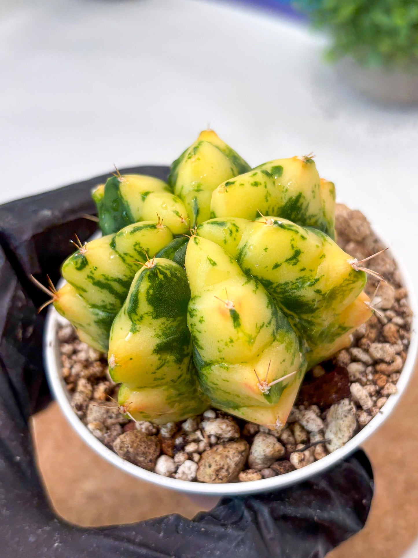 Gymnocalycium "Moon Lover" (g4) (p3) | Rare Hybrids