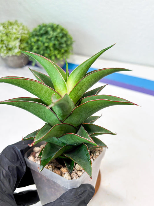 Sansevieria August (#Ba89) | Imported Snake Plant