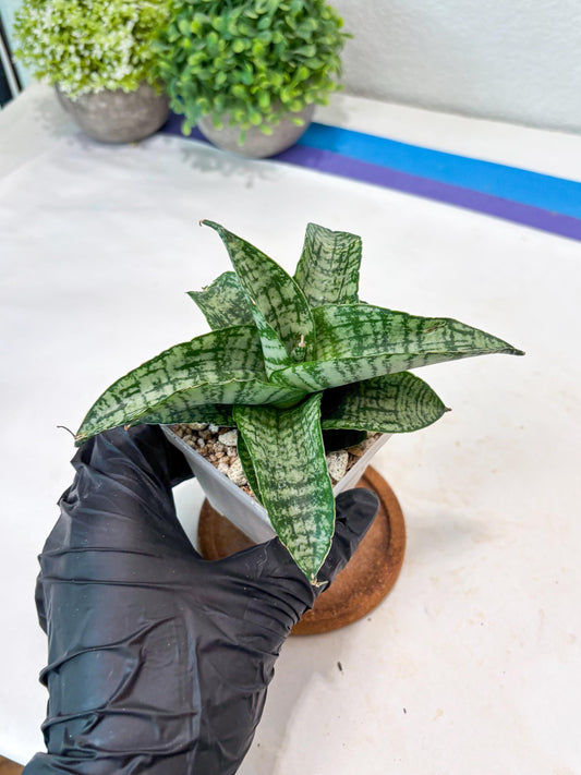 Sansevieria Josepin x Sindoro (#Ba97) | Imported Hybrid Snake plant
