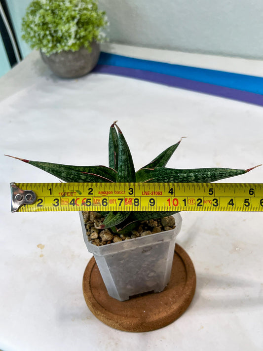 Sansevieria Jadu (#Ha71) | Imported Hybrids