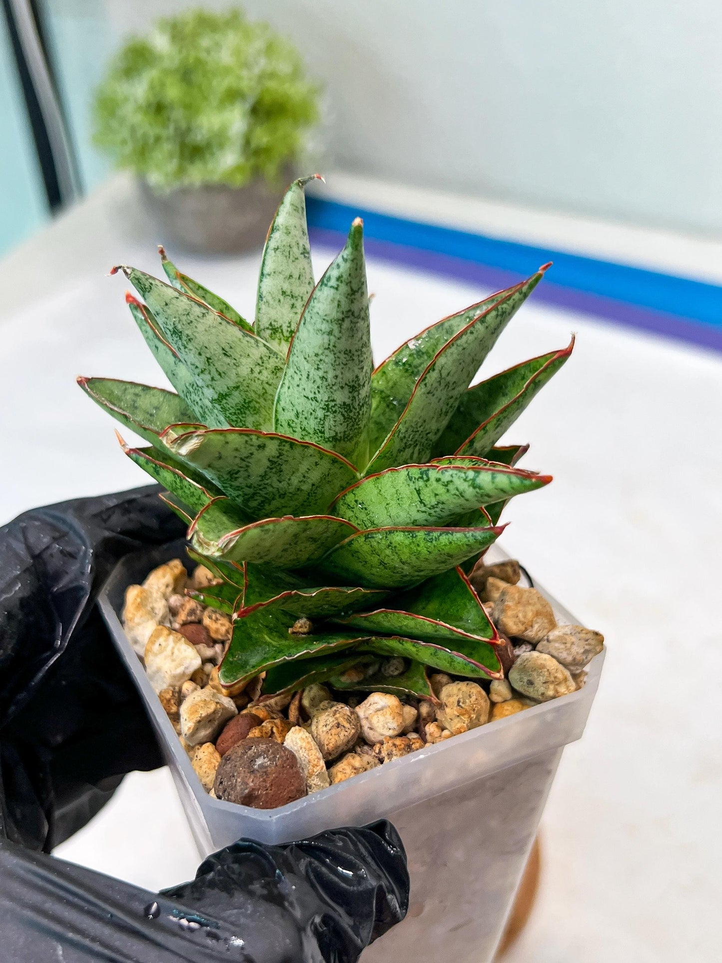 Sansevieria Lotus (#Ha75) | Imported Hybrids