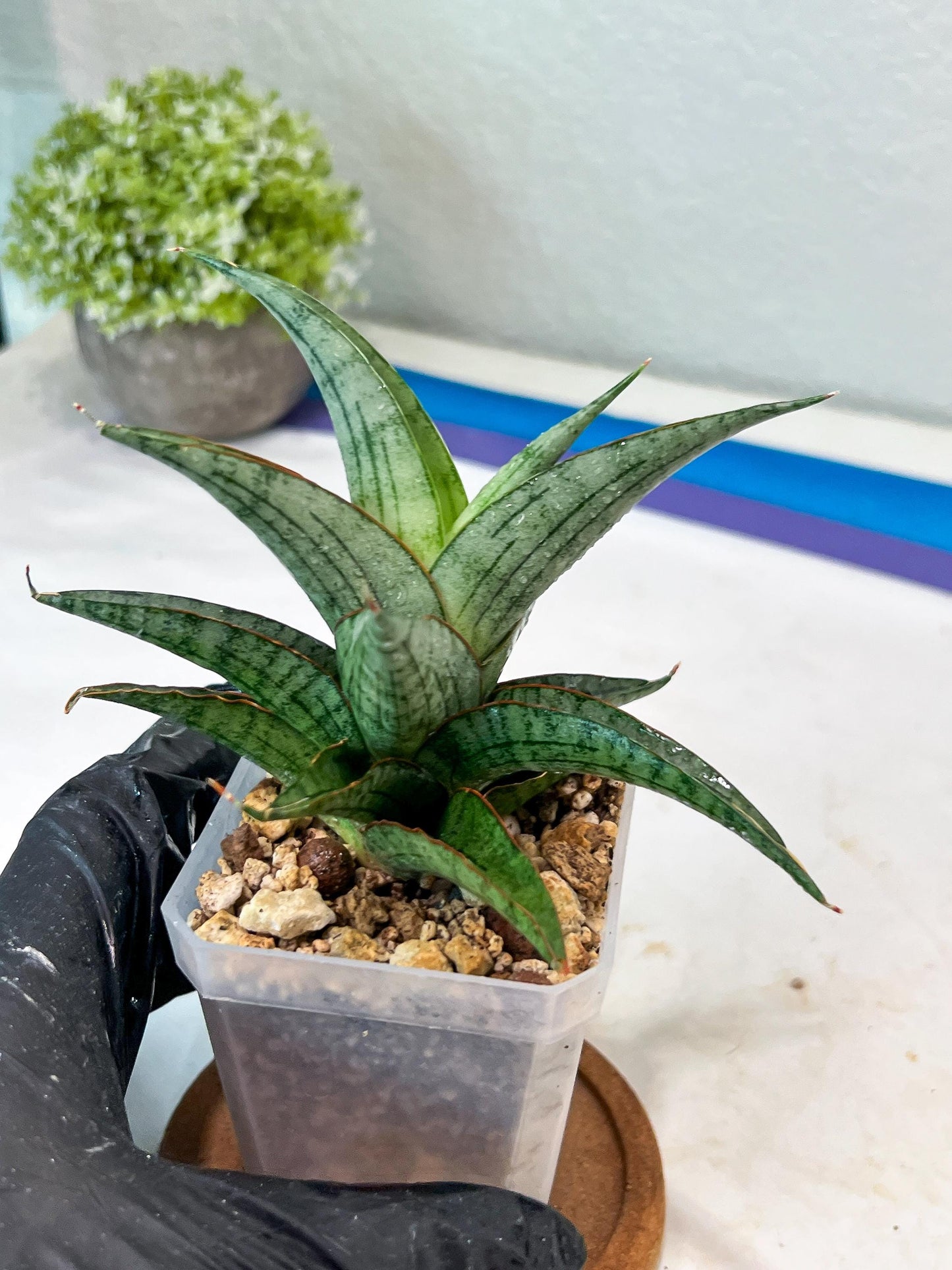 Sansevieria Serayu (#Ha83) | Imported Hybrids