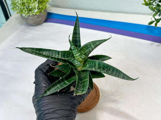 sansevieria Silver Light Mottled (#Ha85) | Imported Hybrids