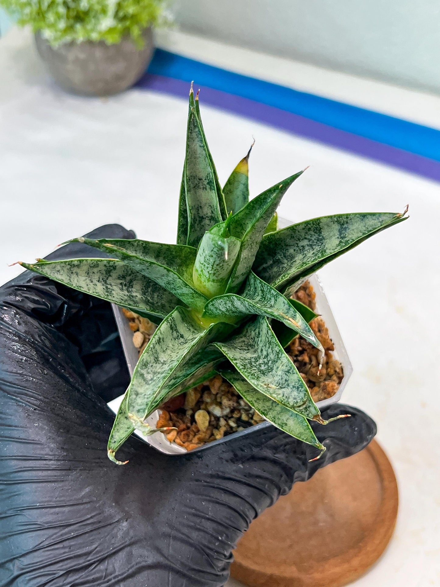 Sansevieria parva x Monshine (#Ha110) | Imported Plant