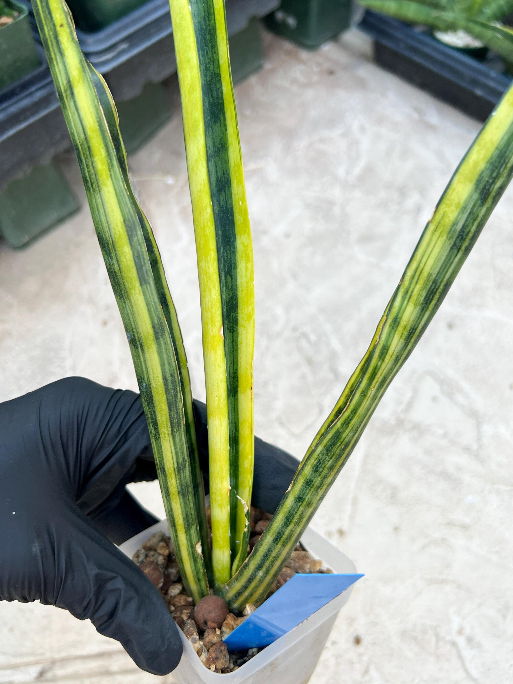 Sansevieria Trifasciata Parva Stick Var (P-B) | Imported Plant