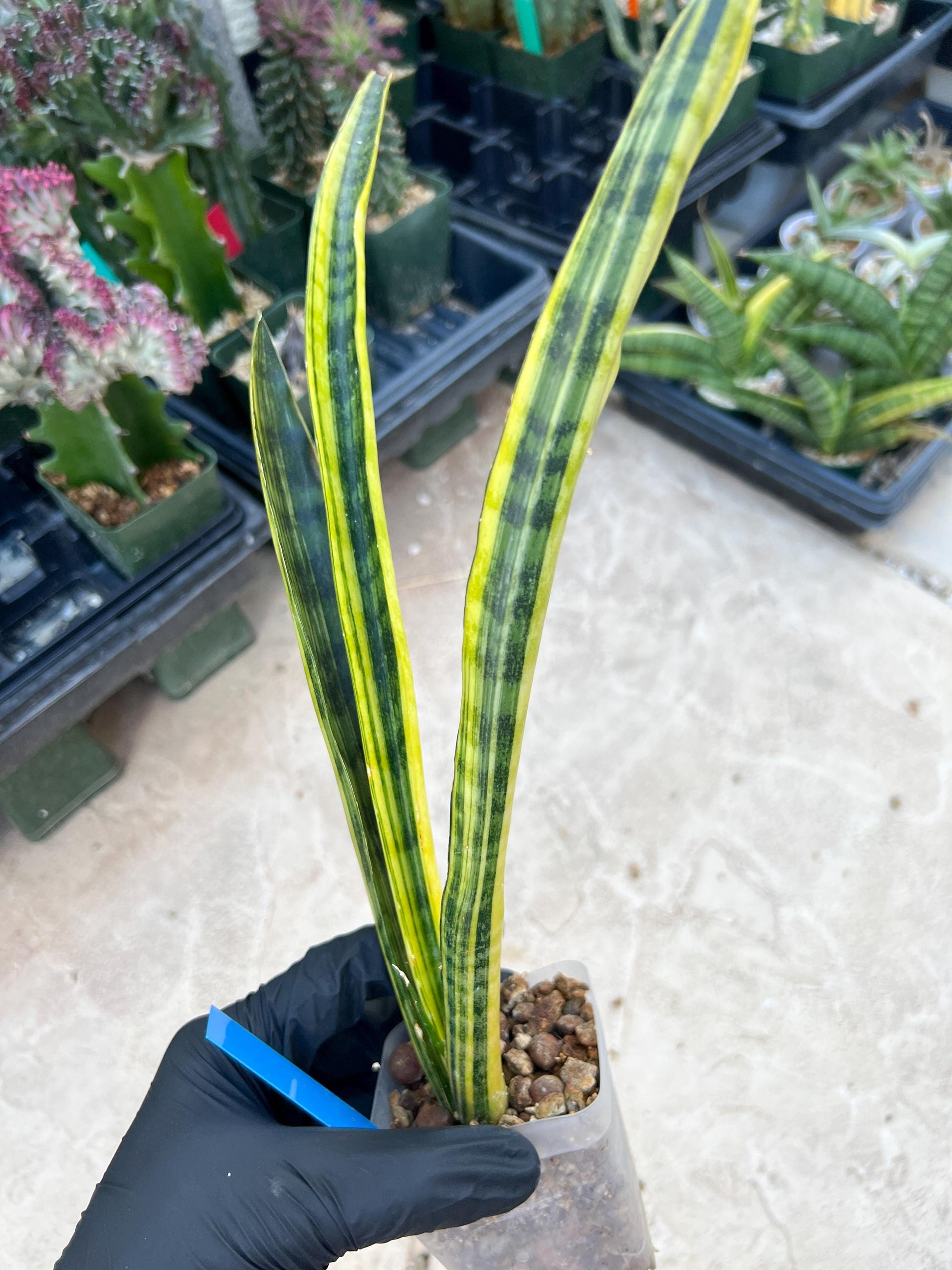 Sansevieria Trifasciata Parva Stick Var (P-B) | Imported Plant