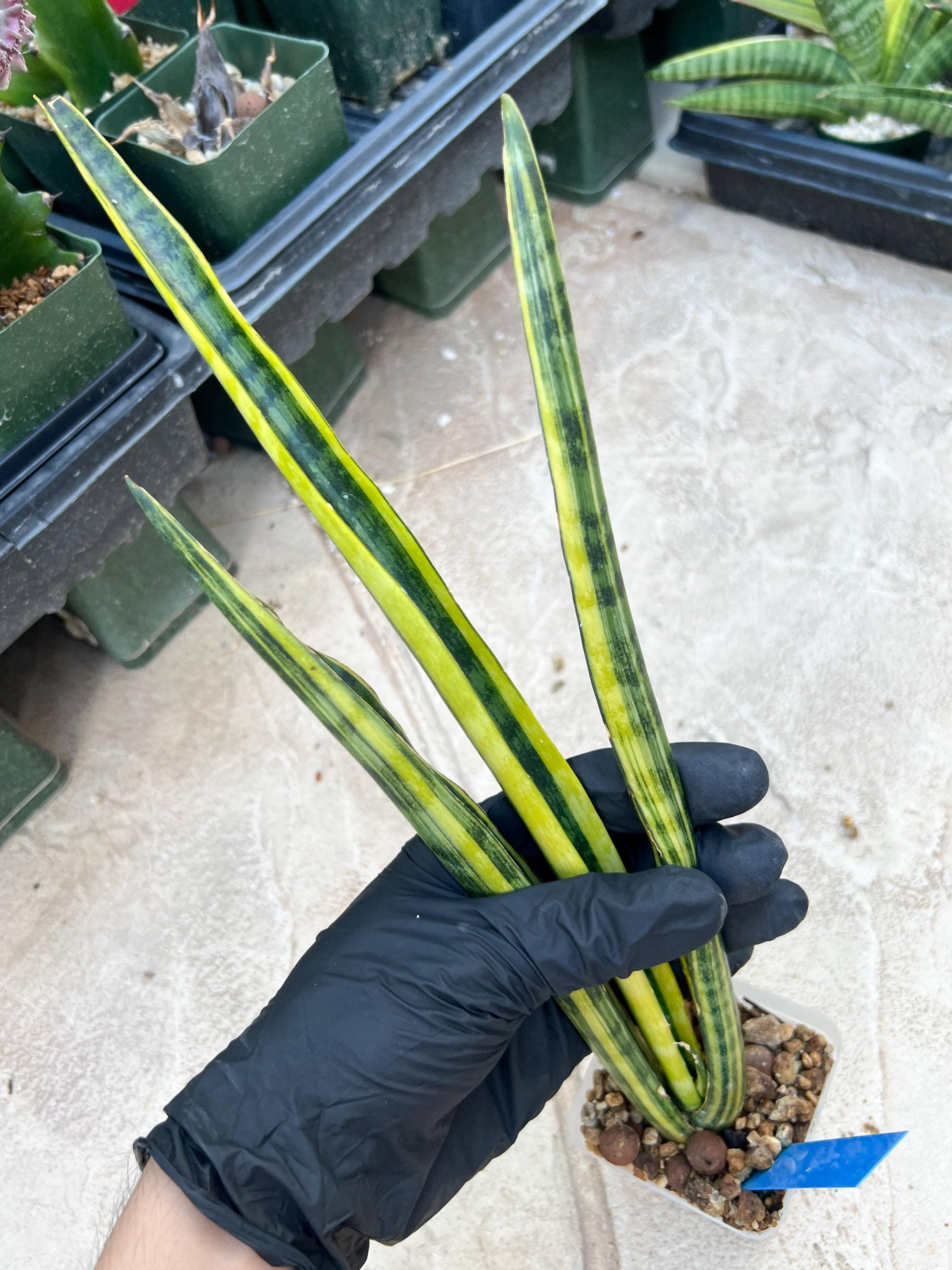 Sansevieria Trifasciata Parva Stick Var (P-B) | Imported Plant
