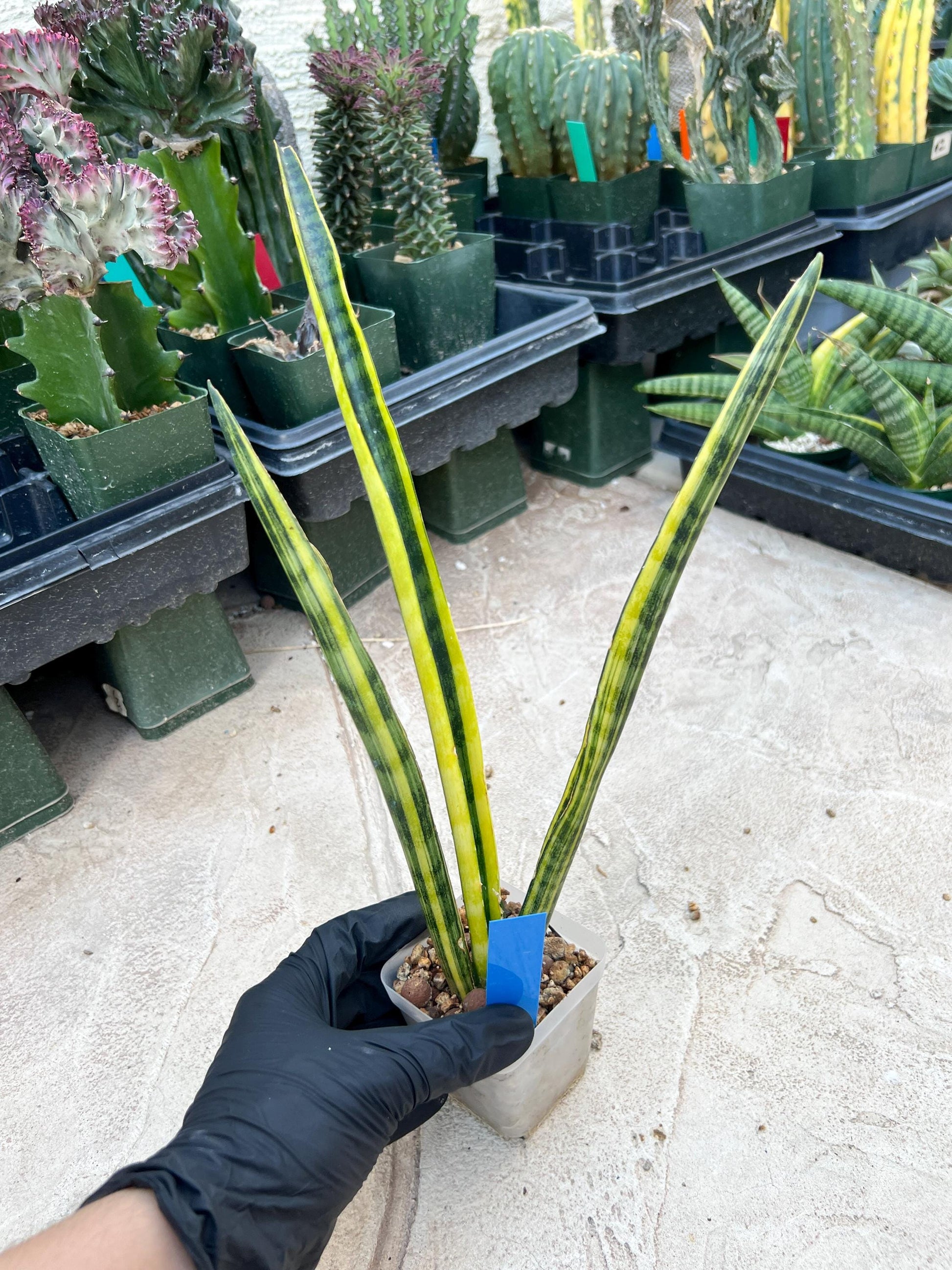 Sansevieria Trifasciata Parva Stick Var (P-B) | Imported Plant