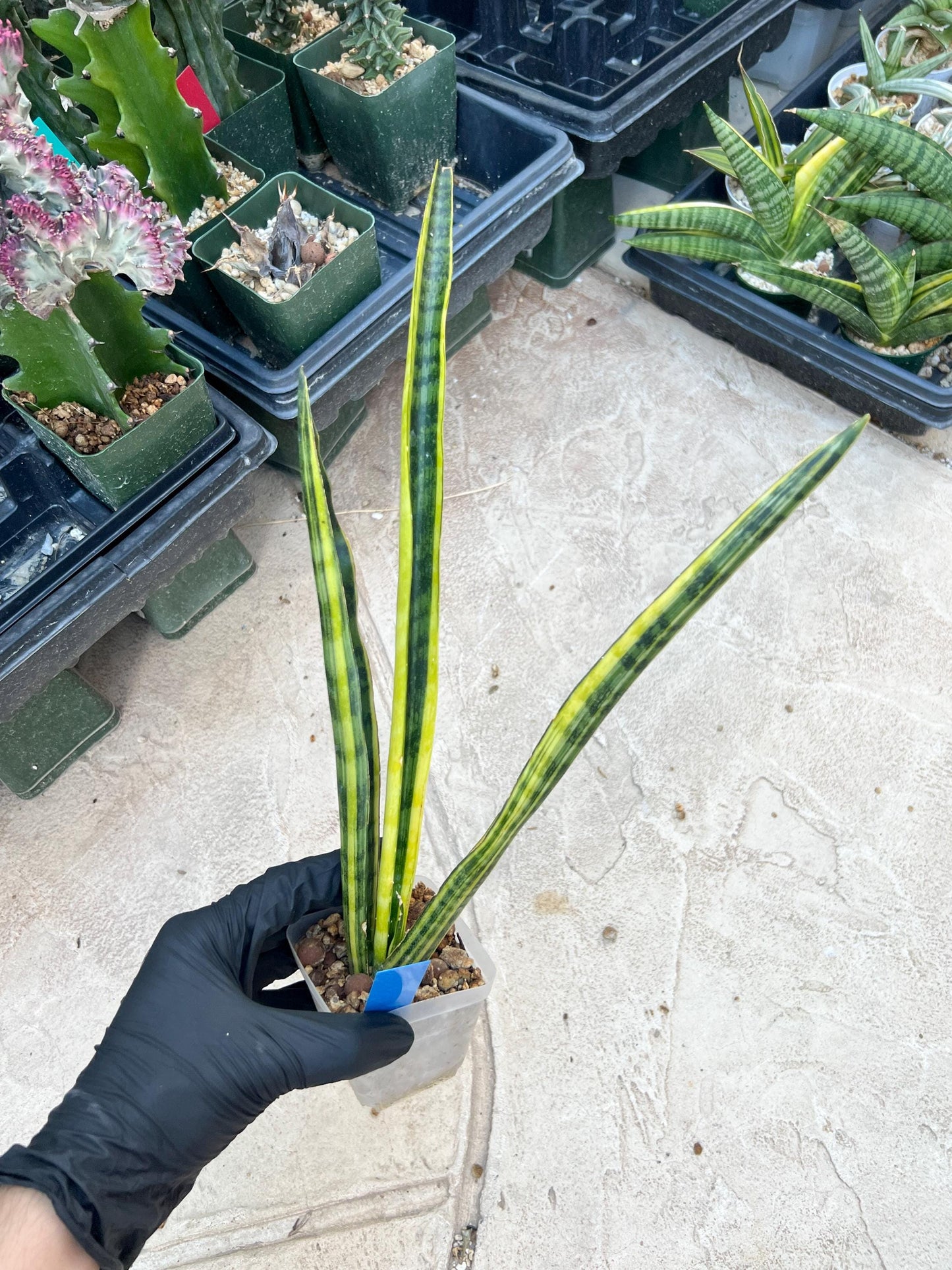 Sansevieria Trifasciata Parva Stick Var (P-B) | Imported Plant