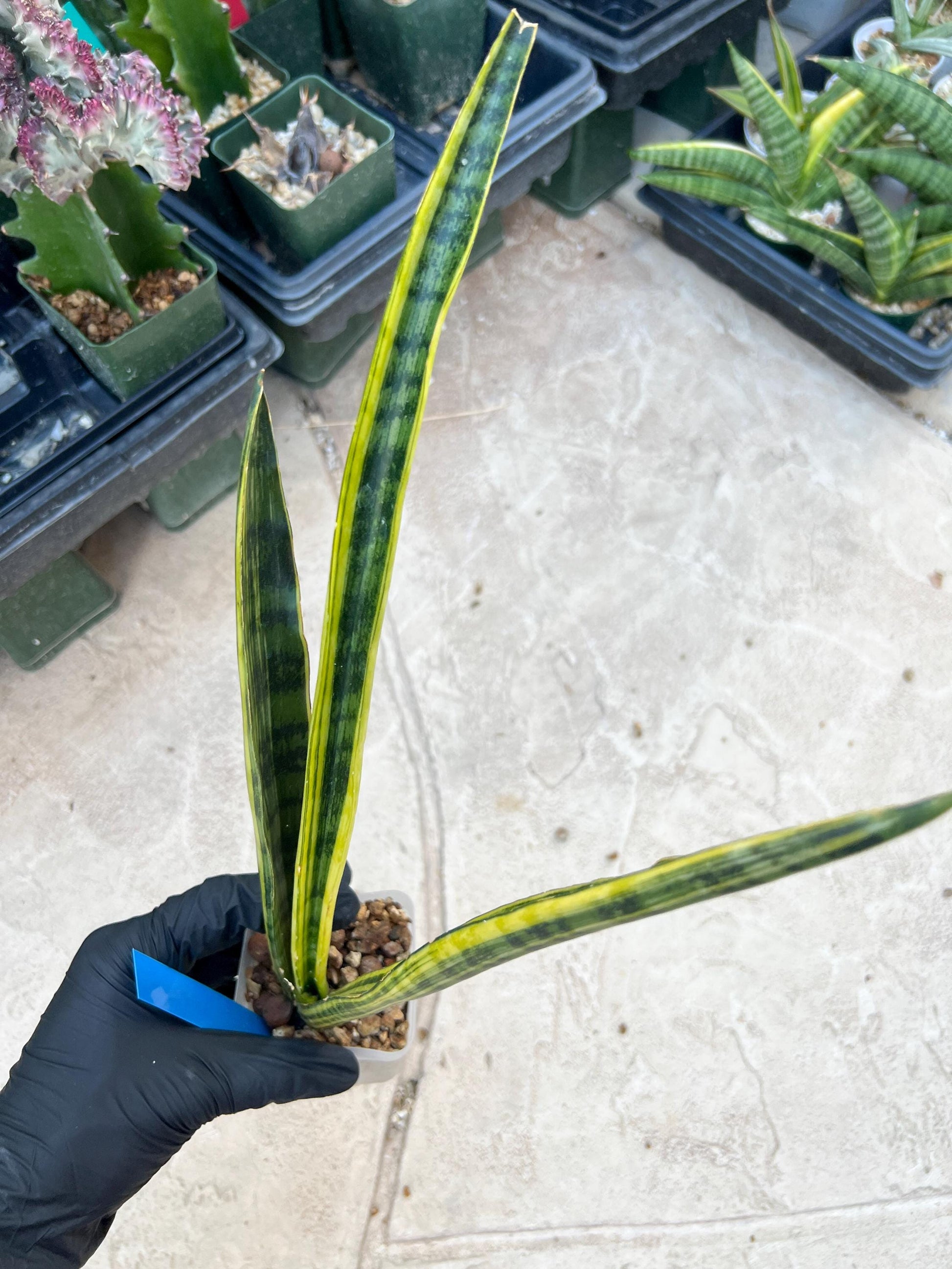 Sansevieria Trifasciata Parva Stick Var (P-B) | Imported Plant