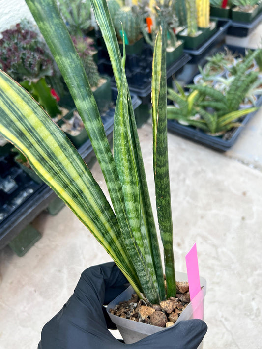 Sansevieria Trifasciata Parva Stick Var (Pink) | Imported Plant