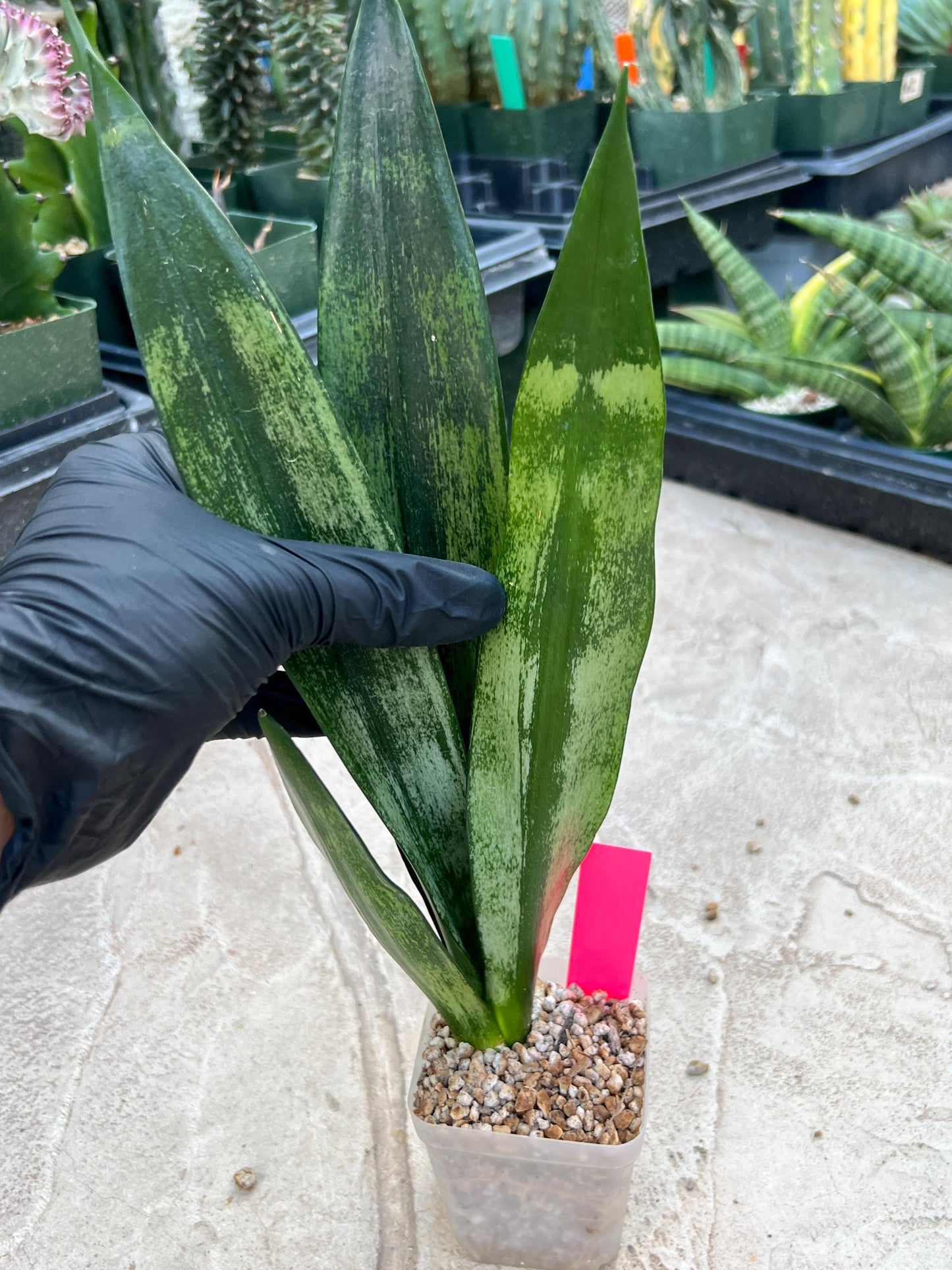 Sansevieria Frozen (Pink) | Imported Plant