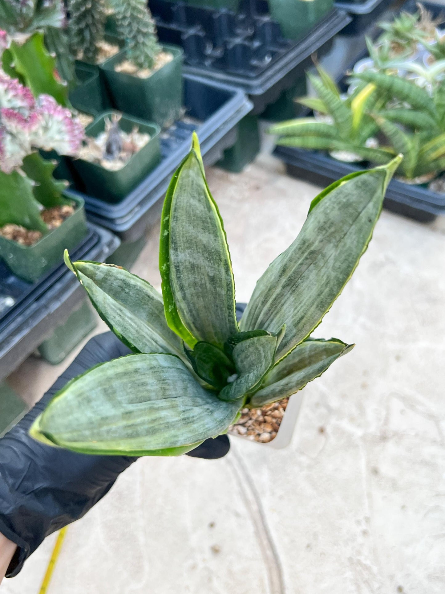Sansevieria Frozen (Blue) | Imported Plant