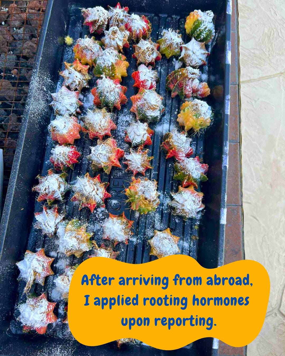 Gymnocalycium "Multicolor" (g5) (b4) | Special Hybrid cactus