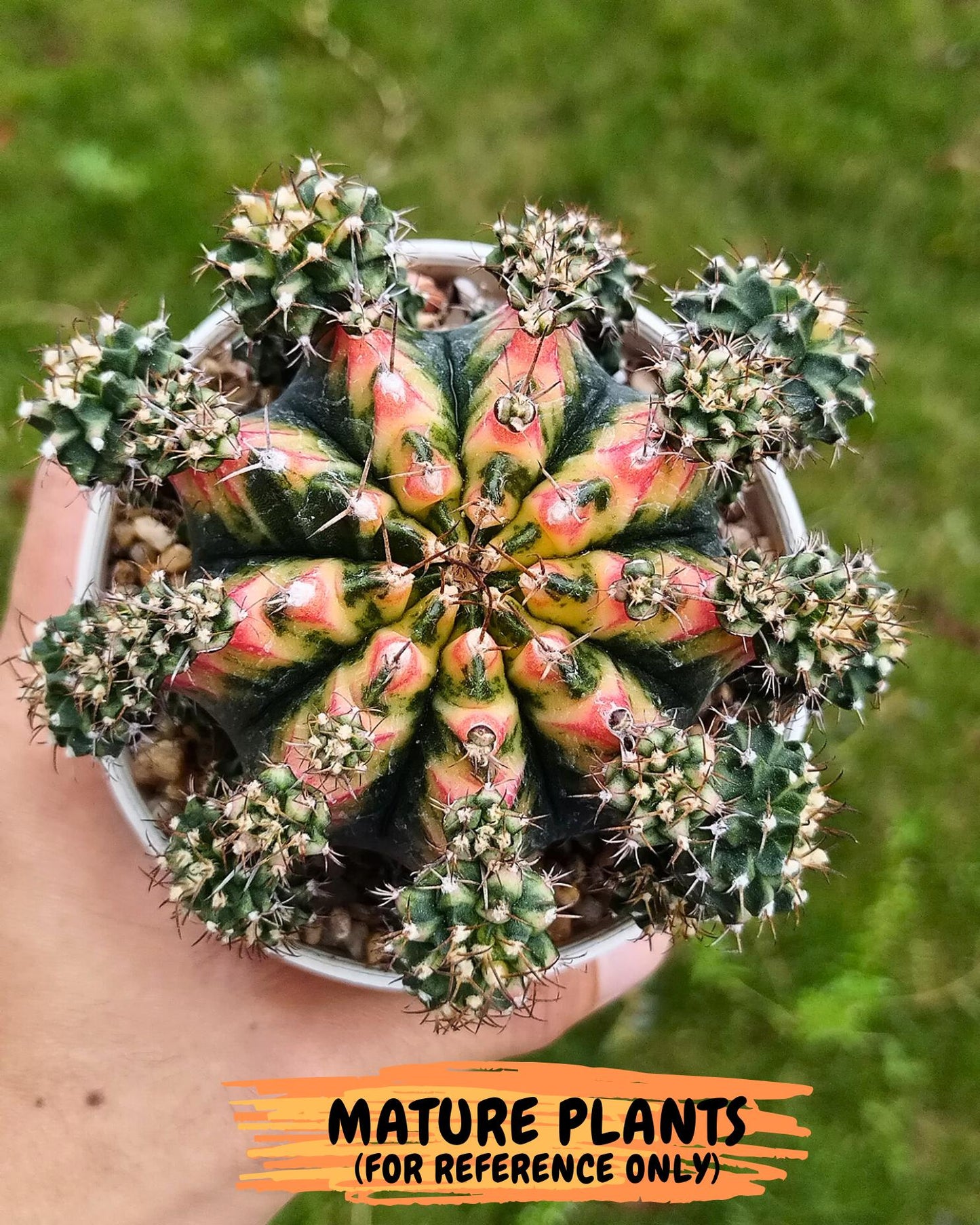 Gymnocalycium Multicolor Pups | Sellers choice | 2pcs, 4pcs, 6pcs
