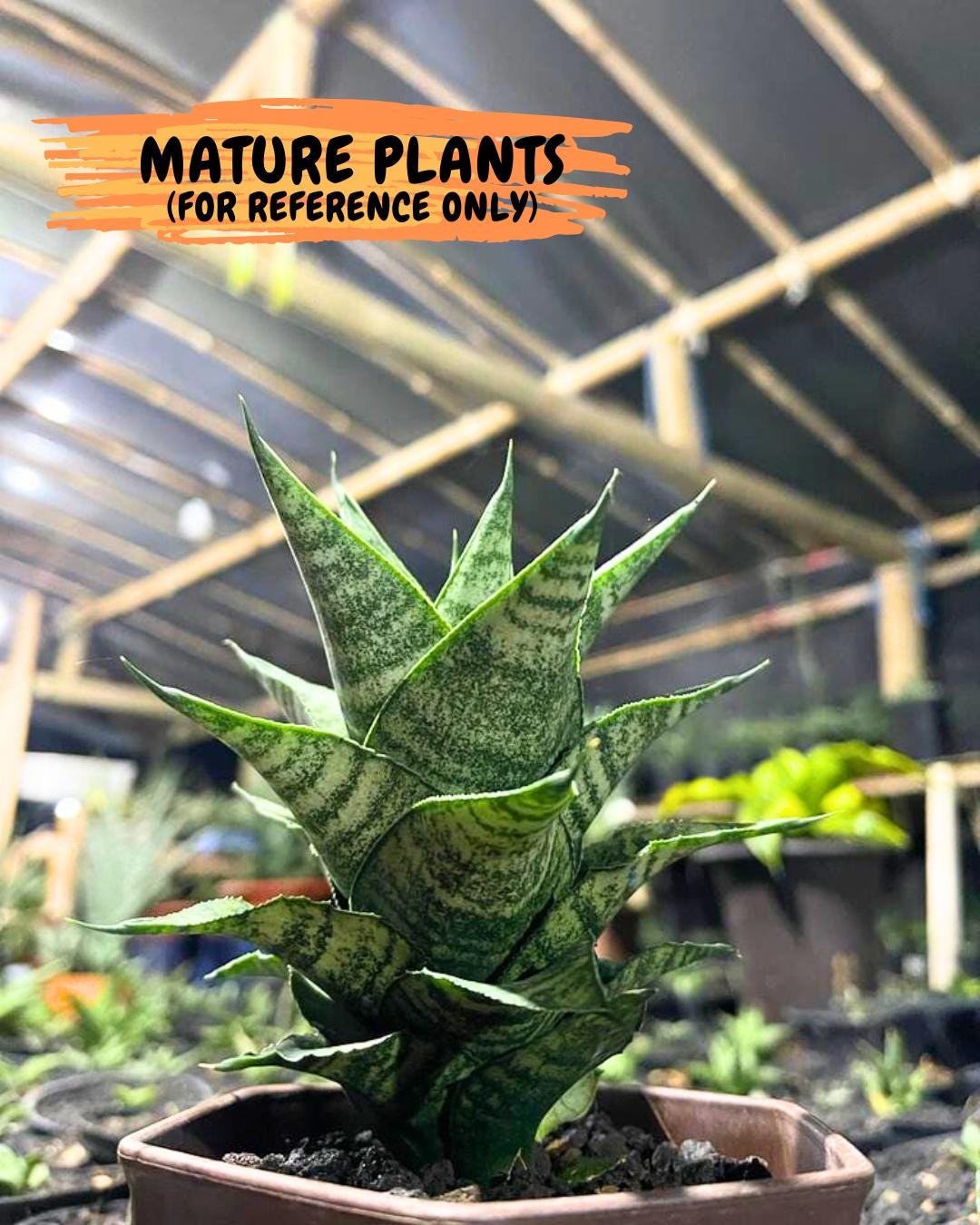 Sansevieria Emely (Ha2) (8) | Rare hybrid Snake Plant