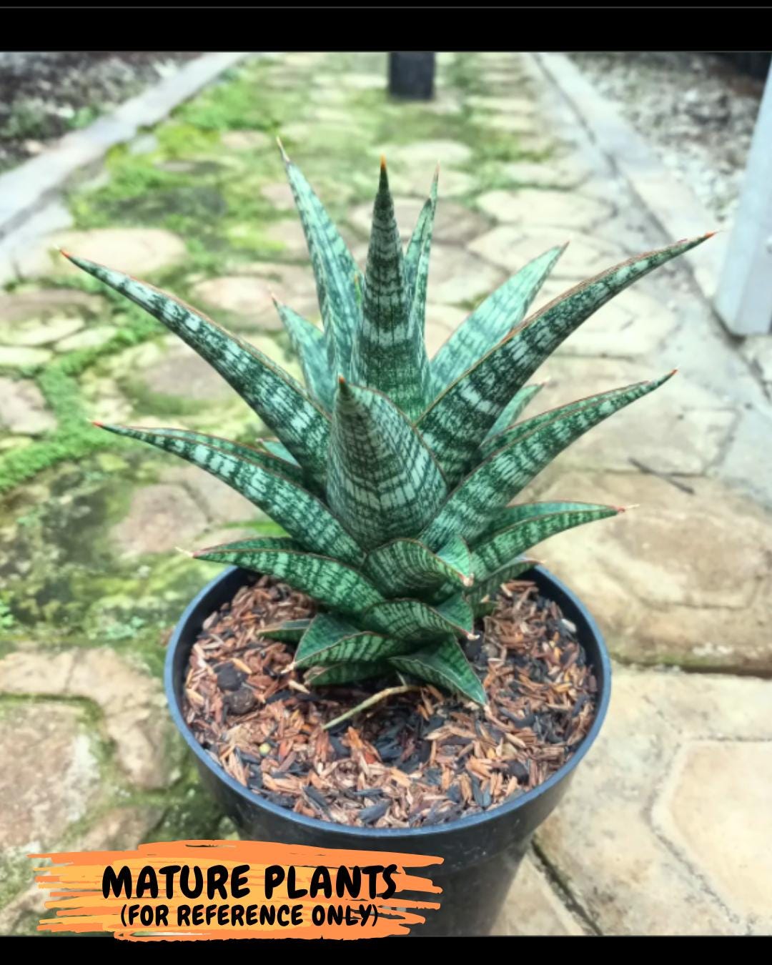 Sansevieria Samosir (Ha4) (12) | Rare Collection