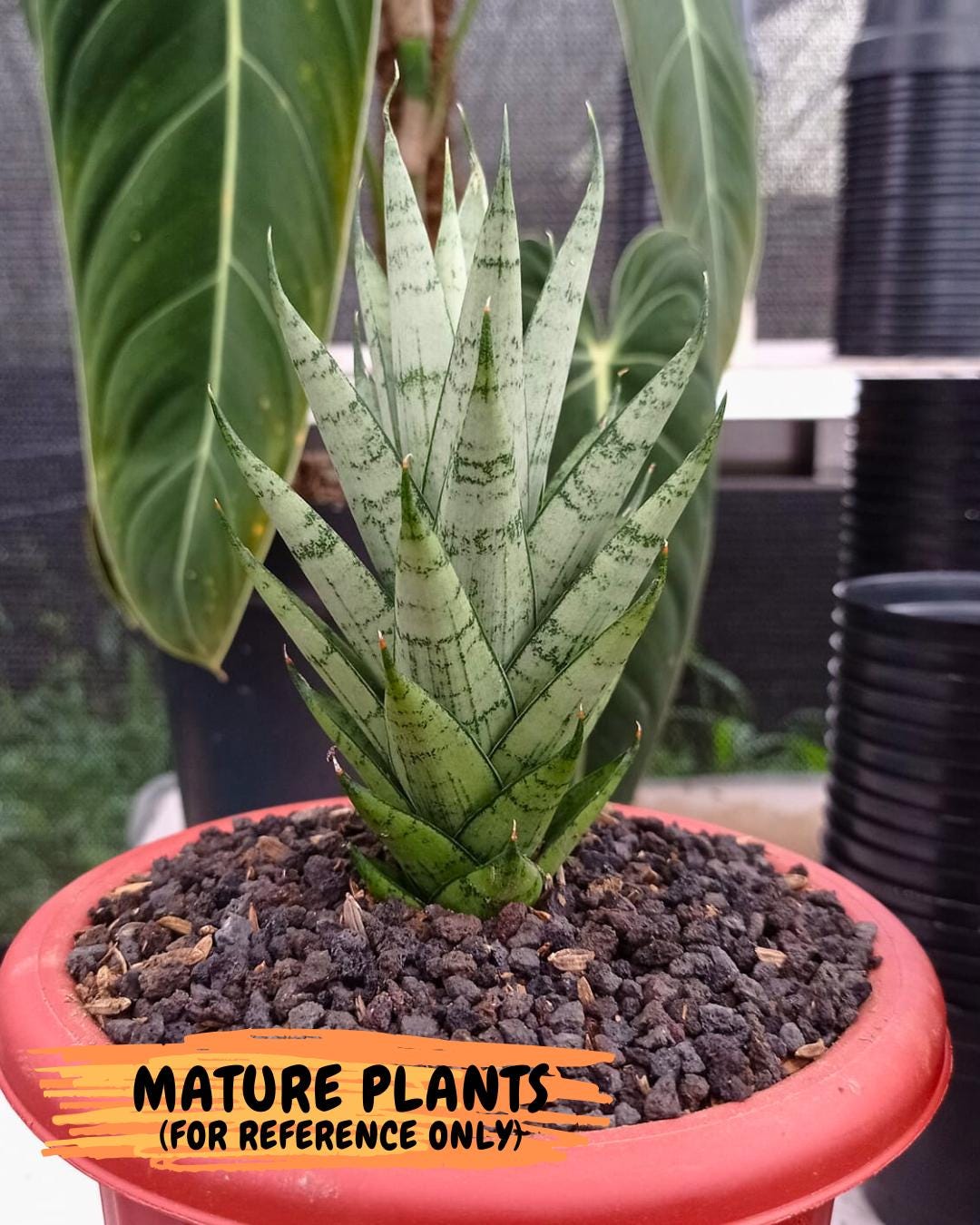 Sansevieria Kesya (ba3) (15) | Rare Hybrid Plant