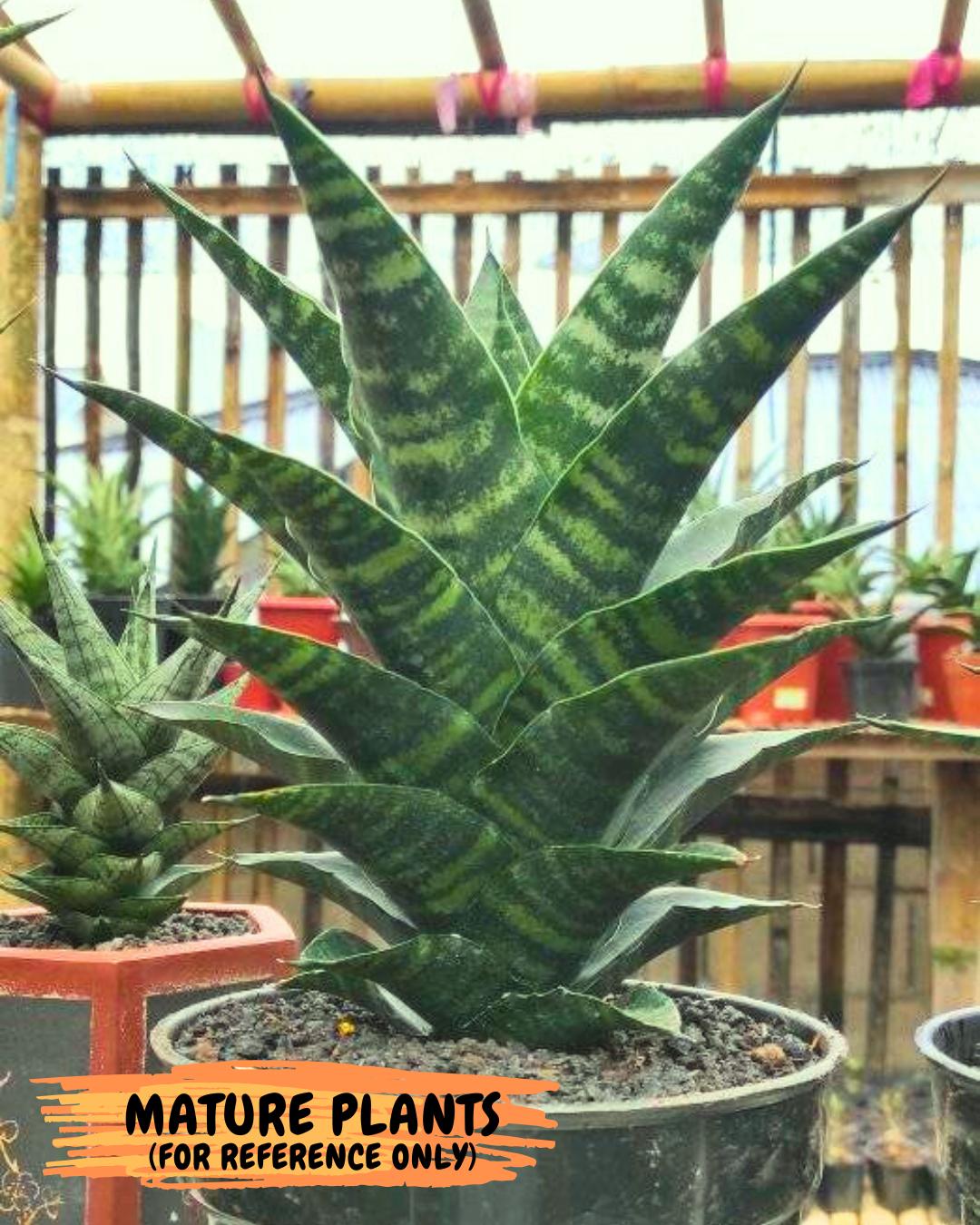Sansevieria Kraden (ba6) (12) | Rare Collection