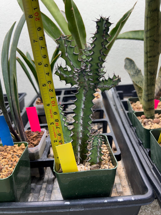 Euphorb petraea Carter (Yellow) | 4" Pots