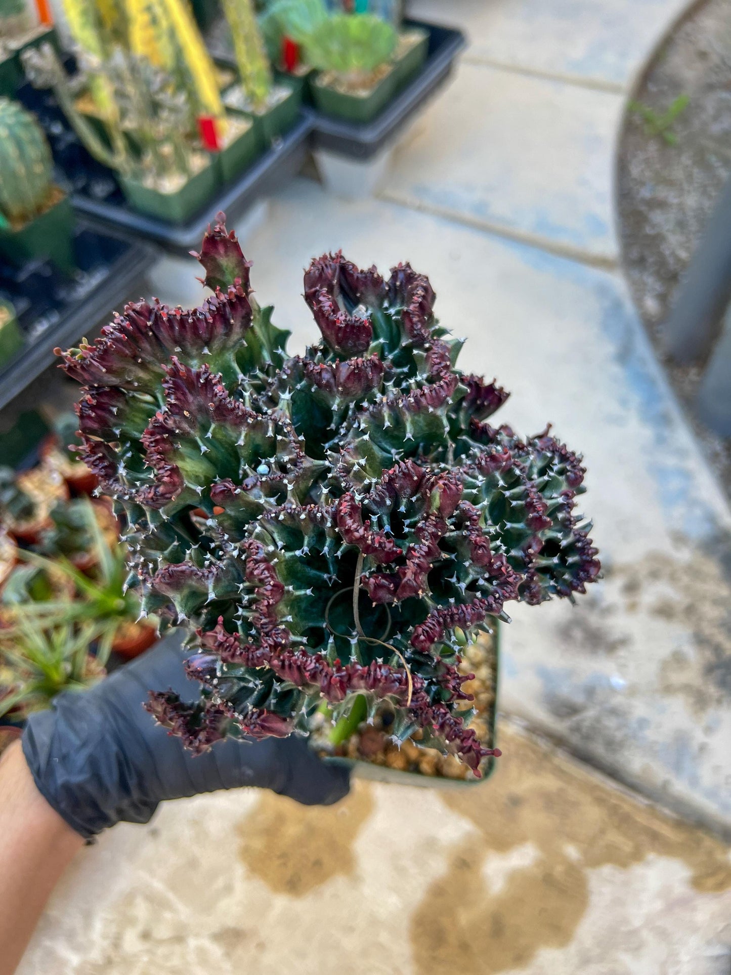 Lactea Crested Grafted Purple/Green | Imported | Mermaid Fin Plant