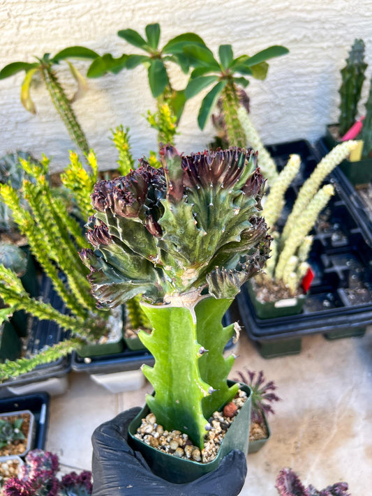 Lactea Crested Grafted Purple/Green | Mermaid Fin Plant