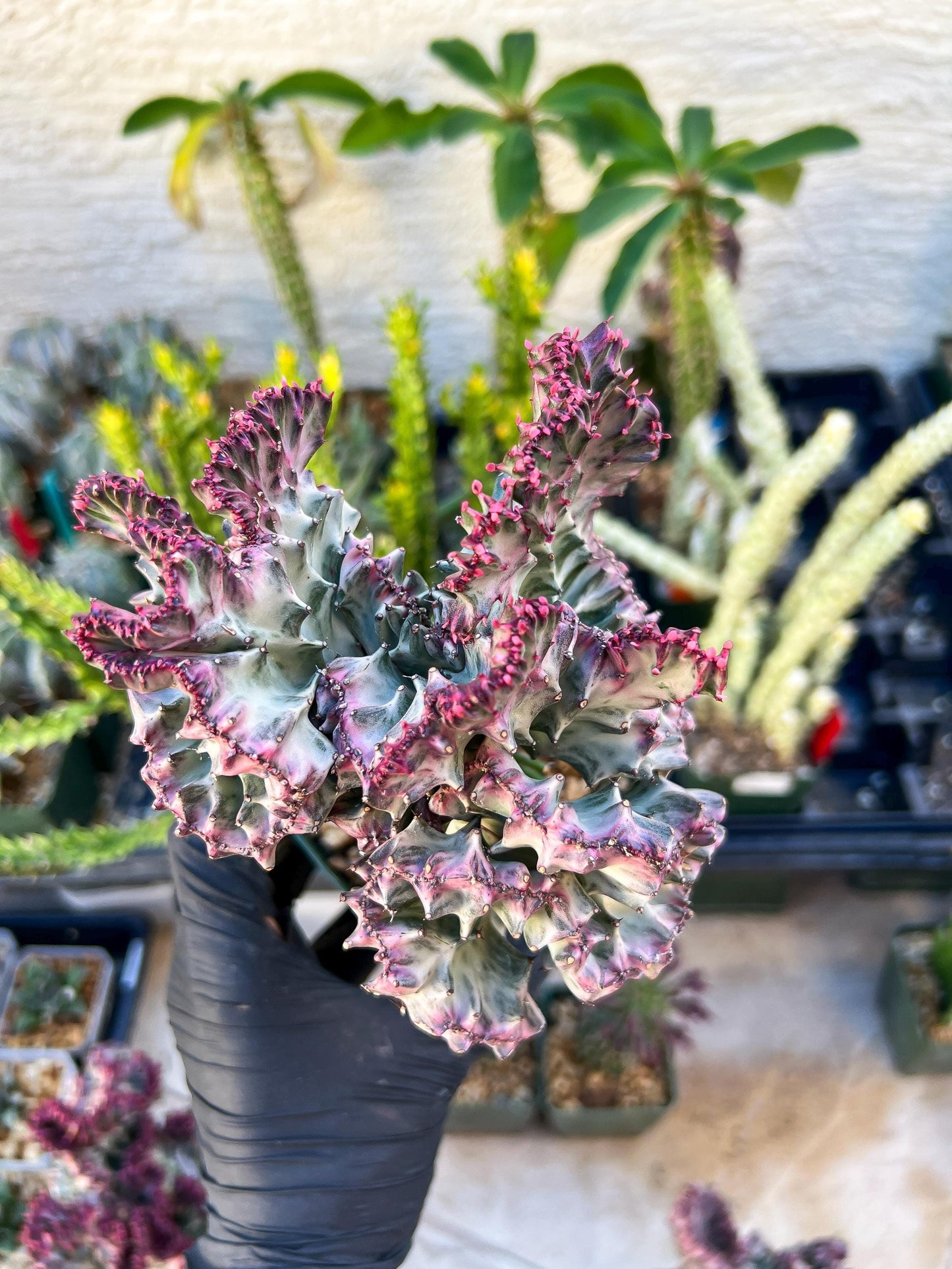 Large Lactea Crested Grafted (Blue) | You get the exact Plant!!!!