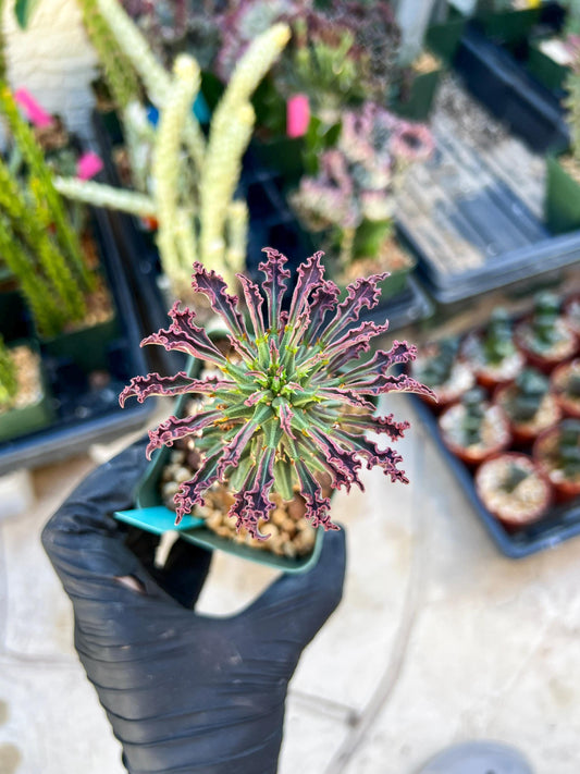 Monadenium Guentheri (SM-Green) | Imported Cactus