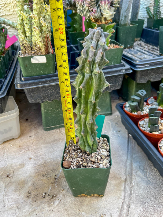 Stenocereus Beneckei (Green) | White Cactus