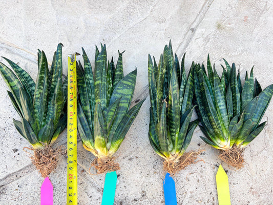 Sansevieria Gaster (Blue) | imported Plants