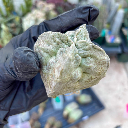 Whitesloanea crassa, Pseudolithos cubiformis (#1) | Only For Advance Grower!!!