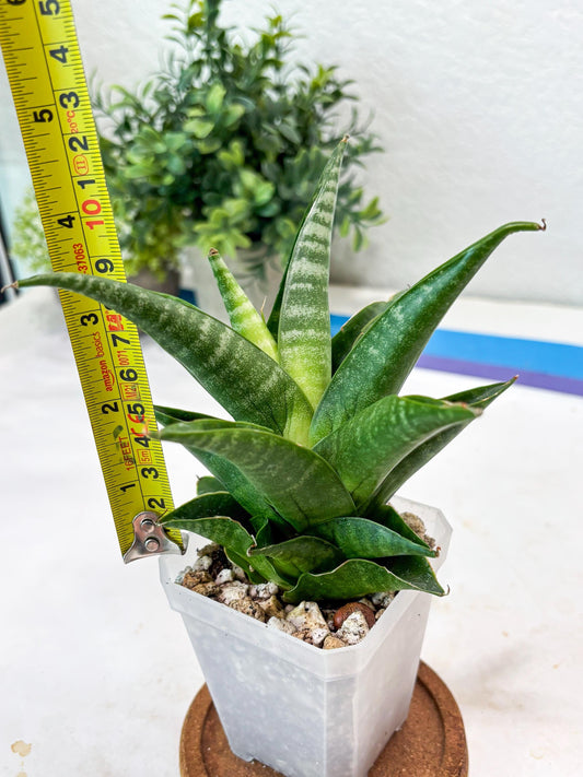 Sansevieria Black Pat (#Ba51) | Imported Plant